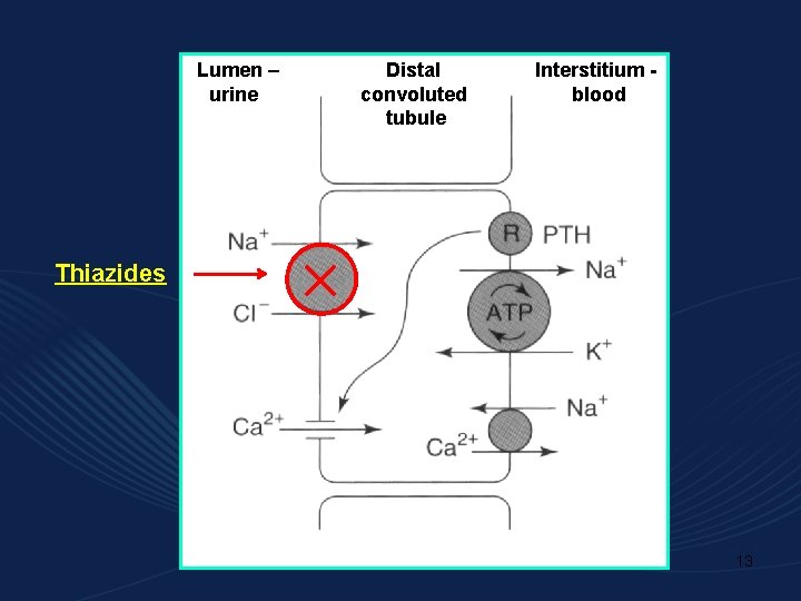 Lumen – urine Distal convoluted tubule Interstitium blood Thiazides 13 