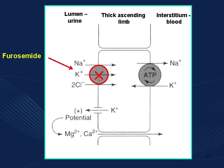 Lumen – urine Thick ascending limb Interstitium blood Furosemide 17 