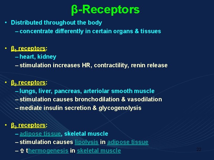 β-Receptors • Distributed throughout the body – concentrate differently in certain organs & tissues