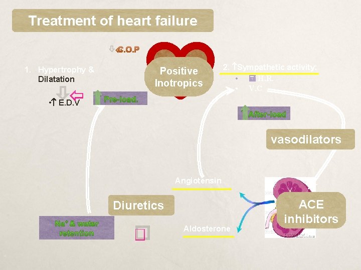 Treatment of heart failure C. O. P 1. Hypertrophy & Dilatation Positive Inotropics 2.