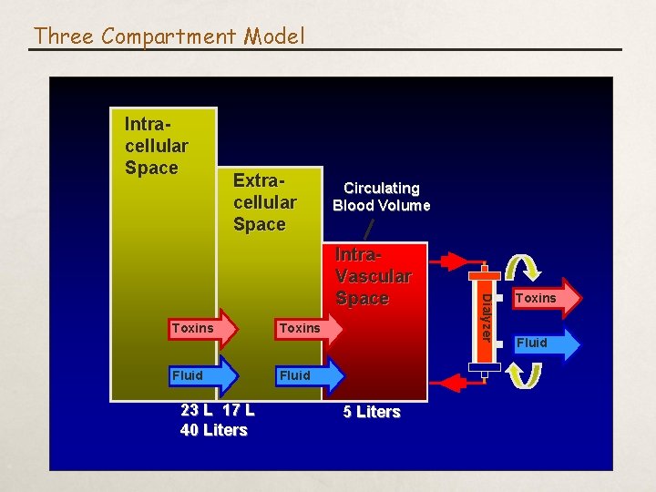 Three Compartment Model Intracellular Space Extracellular Space Circulating Blood Volume Toxins Fluid 23 L