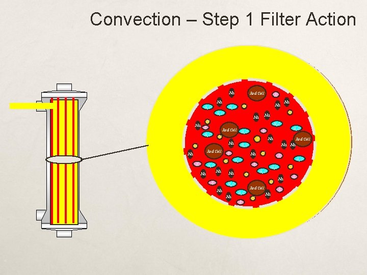 Convection – Step 1 Filter Action Na Red Cell Na H 2 O U