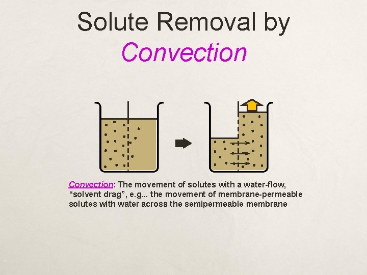 Solute Removal by Convection: The movement of solutes with a water-flow, “solvent drag”, e.