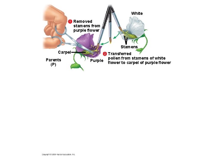 White 1 Removed stamens from purple flower Stamens Carpel Parents (P) 2 Purple Transferred