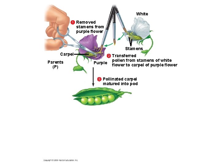 White 1 Removed stamens from purple flower Stamens Carpel Parents (P) 2 Purple 3