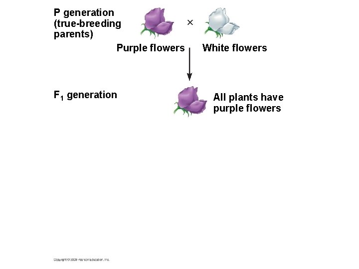 P generation (true-breeding parents) Purple flowers F 1 generation White flowers All plants have