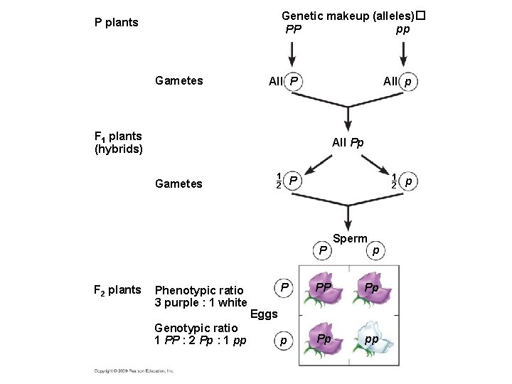 Genetic makeup (alleles)� pp PP P plants Gametes All p All P F 1