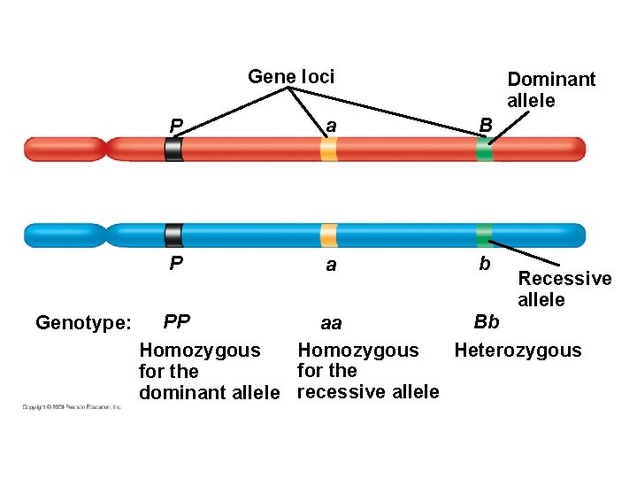 Gene loci Genotype: Dominant allele P a B P a b Recessive allele Bb