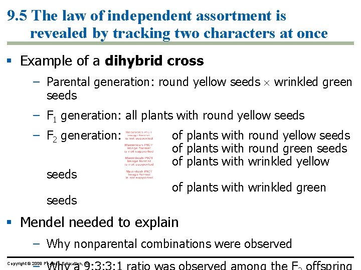 9. 5 The law of independent assortment is revealed by tracking two characters at