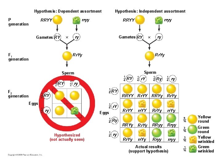 Hypothesis: Independent assortment Hypothesis: Dependent assortment P generation rryy RRYY ry Gametes RY F