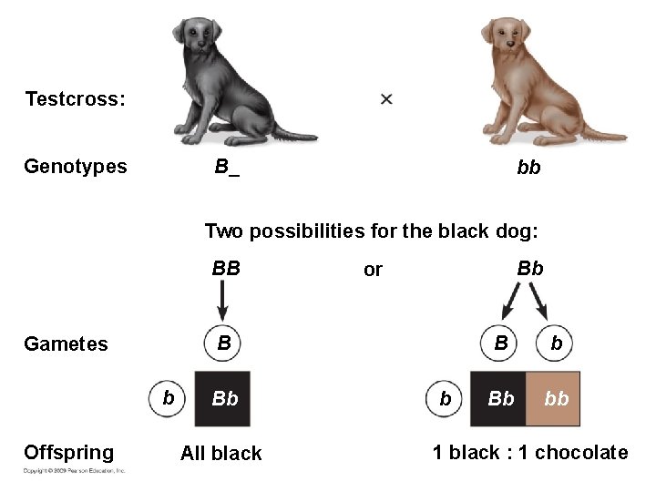 Testcross: B_ Genotypes bb Two possibilities for the black dog: BB B Gametes b