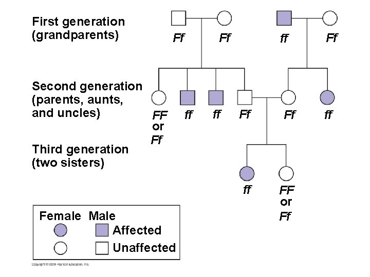 First generation (grandparents) Ff Second generation (parents, aunts, and uncles) FF or Ff Third