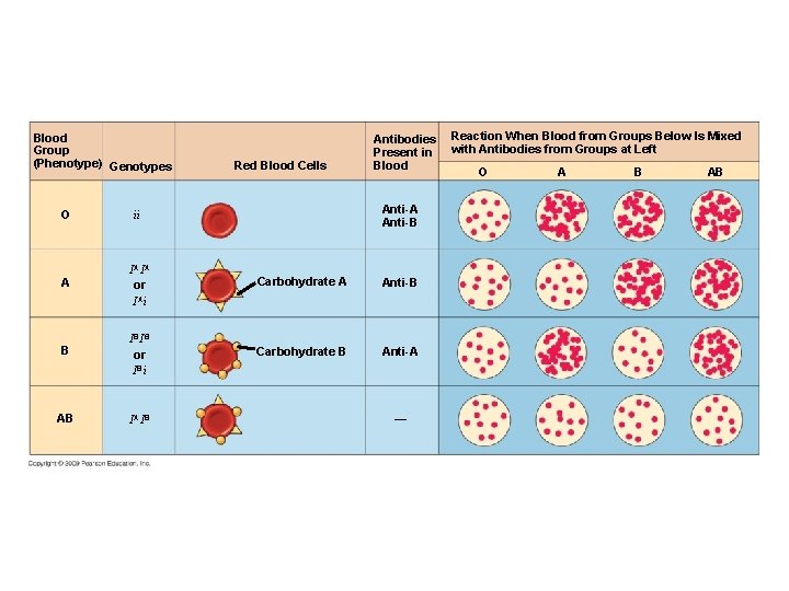 Blood Group (Phenotype) Genotypes Red Blood Cells Antibodies Present in Blood Anti-A Anti-B O