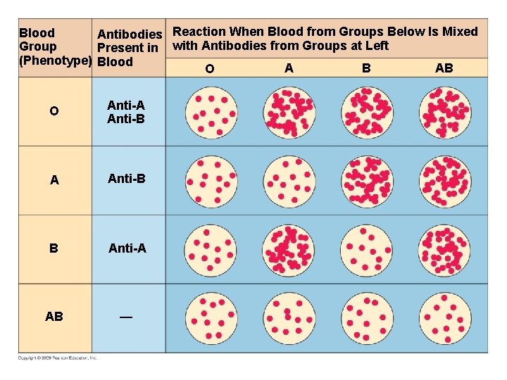 Blood Antibodies Reaction When Blood from Groups Below Is Mixed Group Present in with