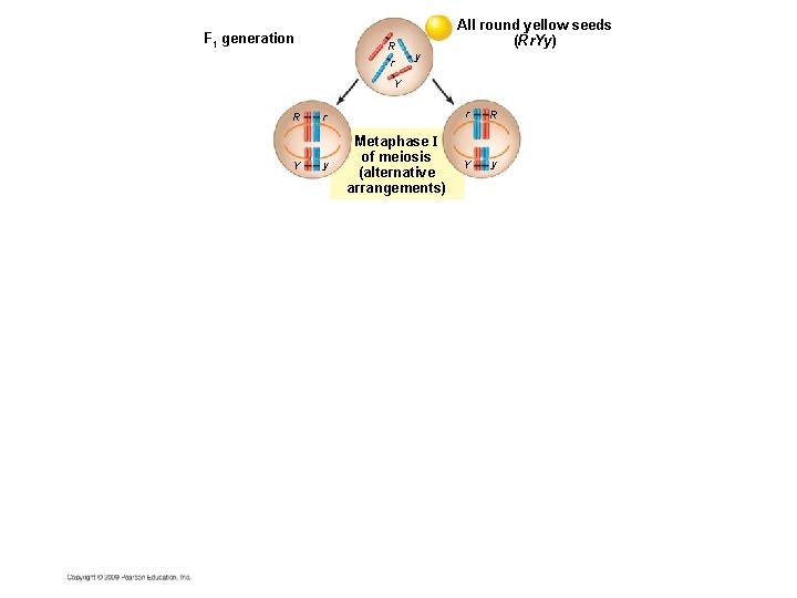 F 1 generation R r All round yellow seeds (Rr. Yy) y Y R