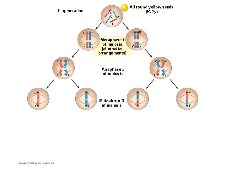 F 1 generation R r All round yellow seeds (Rr. Yy) y Y r