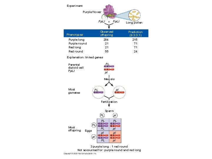 Experiment Purple flower Pp. Ll Phenotypes Pp. Ll Long pollen Observed offspring Prediction (9: