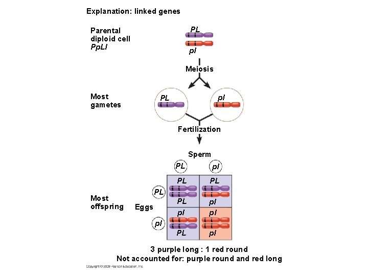 Explanation: linked genes PL Parental diploid cell Pp. Ll pl Meiosis Most gametes pl