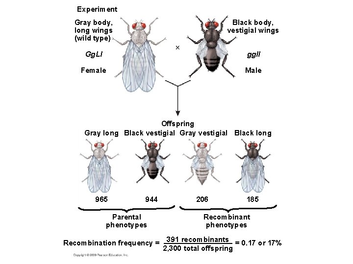 Experiment Gray body, long wings (wild type) Black body, vestigial wings Gg. Ll ggll
