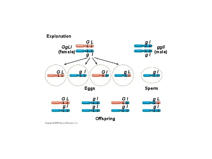 Explanation gl GL Gg. Ll (female) GL g l gl g l Gl g.