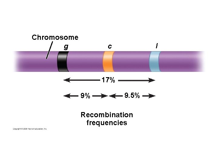 Chromosome g l c 17% 9% 9. 5% Recombination frequencies 