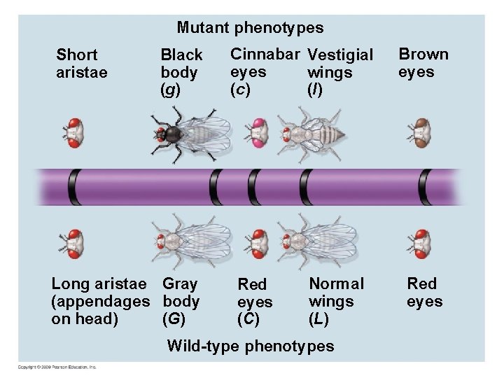 Mutant phenotypes Short aristae Black body (g) Long aristae Gray (appendages body on head)