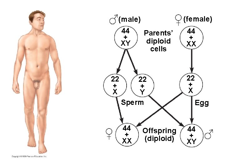 (female) (male) 44 + XY 22 + X Parents’ diploid cells 44 + XX