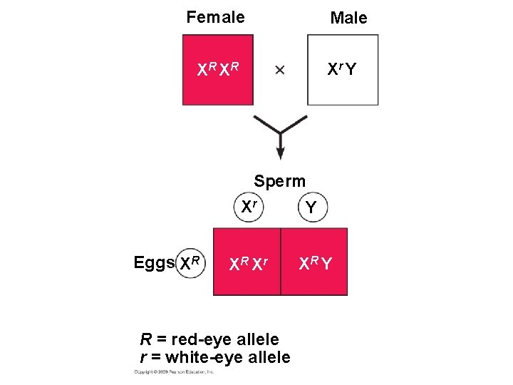 Female Male Xr Y XR XR Sperm Eggs XR Xr Y XR Xr XR