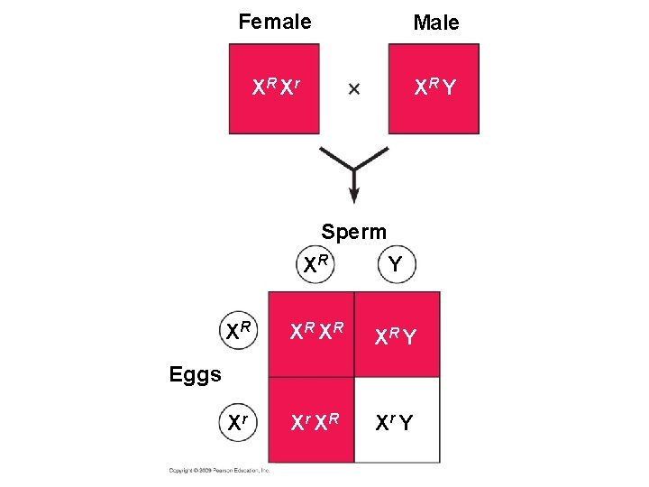 Female Male XR Xr XR Y Sperm XR Y XR XR Y Xr Xr