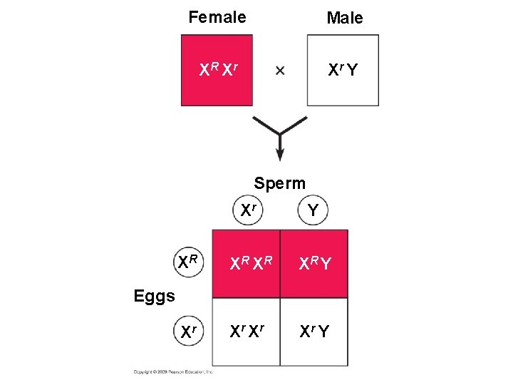 Female Male XR Xr Xr Y Sperm Xr Y XR XR Y Xr Xr