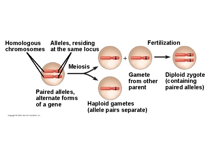 Fertilization Homologous Alleles, residing chromosomes at the same locus Meiosis Paired alleles, alternate forms