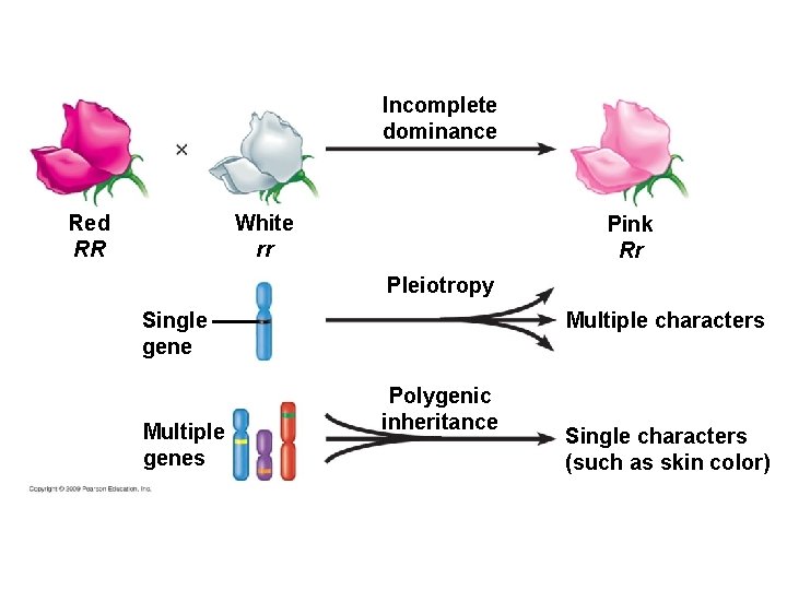 Incomplete dominance White rr Red RR Pink Rr Pleiotropy Single gene Multiple genes Multiple