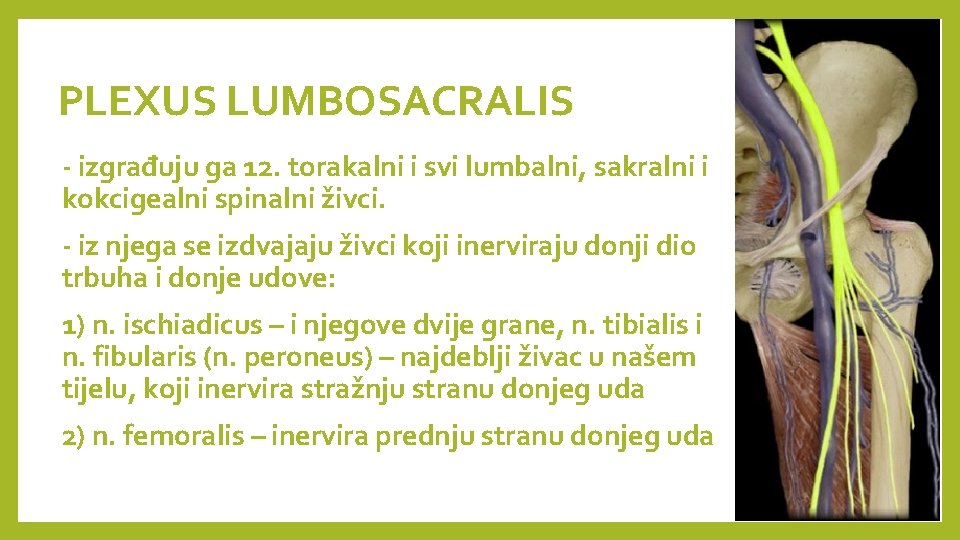 PLEXUS LUMBOSACRALIS - izgrađuju ga 12. torakalni i svi lumbalni, sakralni i kokcigealni spinalni