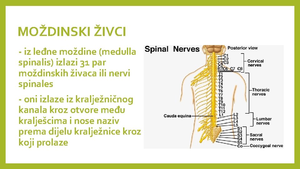 MOŽDINSKI ŽIVCI - iz leđne moždine (medulla spinalis) izlazi 31 par moždinskih živaca ili