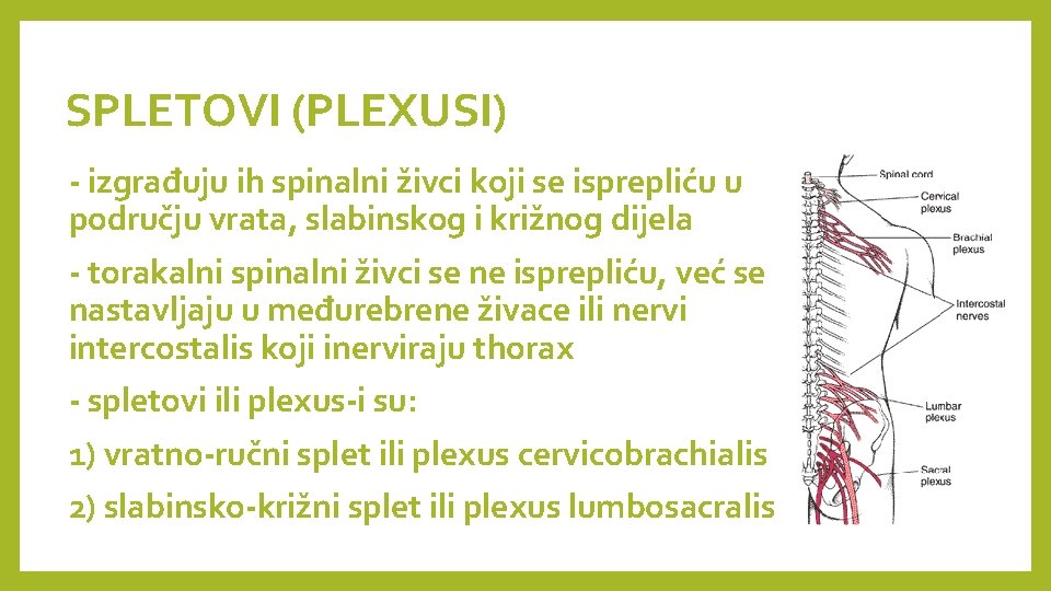 SPLETOVI (PLEXUSI) - izgrađuju ih spinalni živci koji se isprepliću u području vrata, slabinskog
