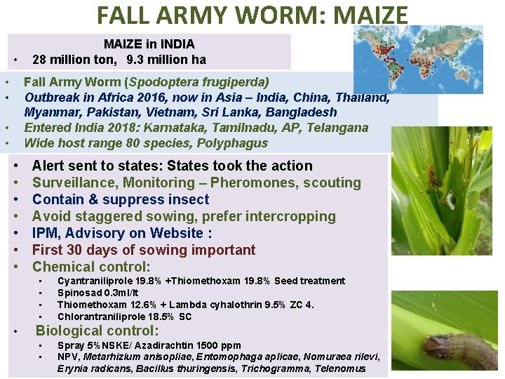 FALL ARMY WORM: MAIZE • • • MAIZE in INDIA 28 million ton, 9.