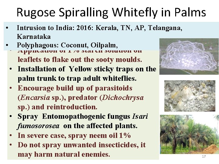 Rugose Spiralling Whitefly in Palms • • Intrusion to India: 2016: Kerala, TN, AP,