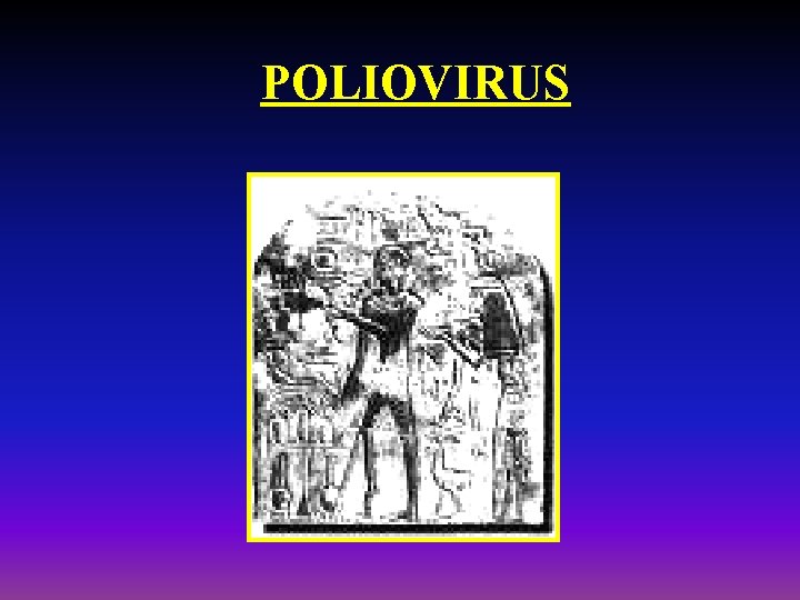 POLIOVIRUS 