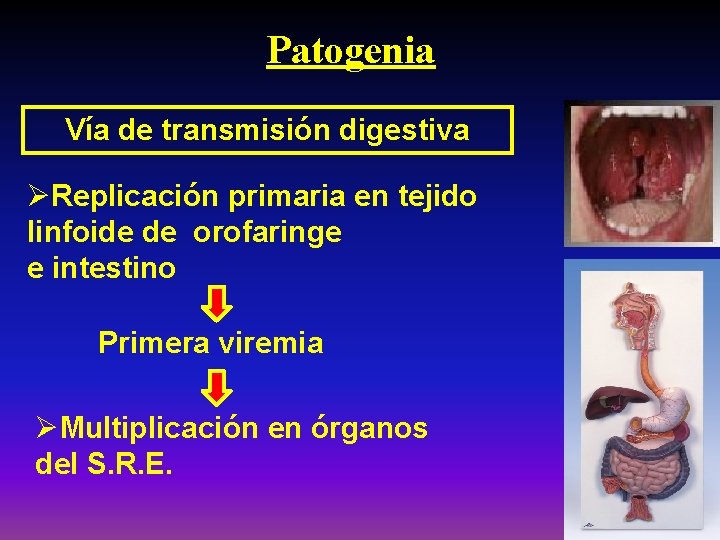 Patogenia Vía de transmisión digestiva ØReplicación primaria en tejido linfoide de orofaringe e intestino