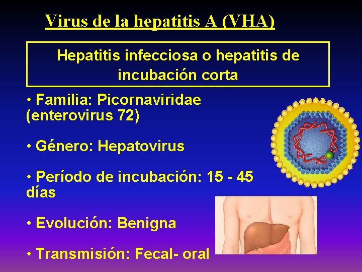 Virus de la hepatitis A (VHA) Hepatitis infecciosa o hepatitis de incubación corta •