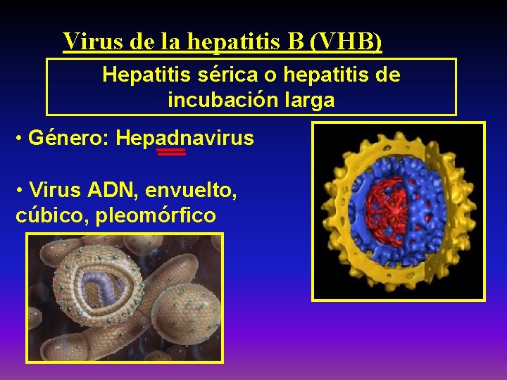 Virus de la hepatitis B (VHB) Hepatitis sérica o hepatitis de incubación larga •