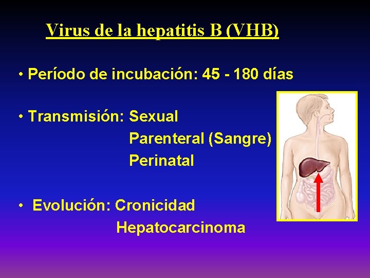 Virus de la hepatitis B (VHB) • Período de incubación: 45 - 180 días