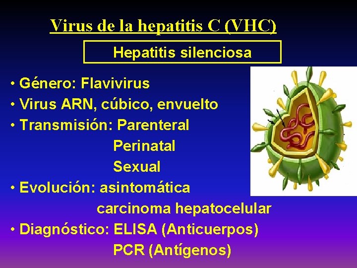 Virus de la hepatitis C (VHC) Hepatitis silenciosa • Género: Flavivirus • Virus ARN,