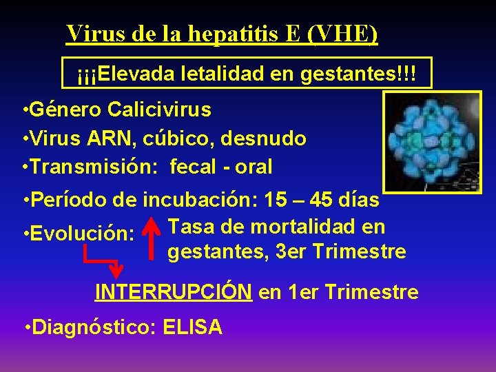 Virus de la hepatitis E (VHE) ¡¡¡Elevada letalidad en gestantes!!! • Género Calicivirus •