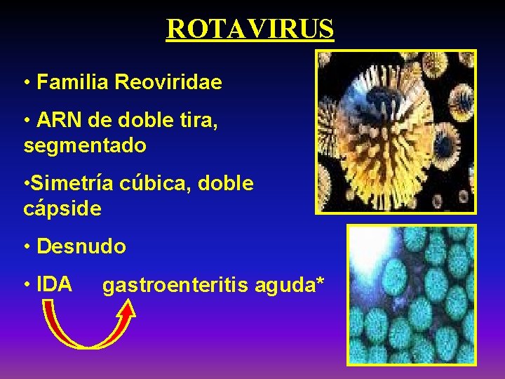 ROTAVIRUS • Familia Reoviridae • ARN de doble tira, segmentado • Simetría cúbica, doble