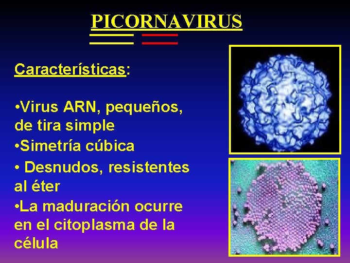 PICORNAVIRUS Características: • Virus ARN, pequeños, de tira simple • Simetría cúbica • Desnudos,