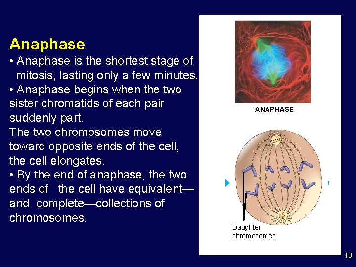 Anaphase • Anaphase is the shortest stage of mitosis, lasting only a few minutes.