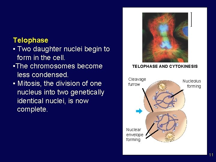 Telophase • Two daughter nuclei begin to form in the cell. • The chromosomes