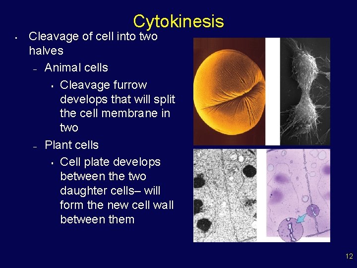 Cytokinesis • Cleavage of cell into two halves – Animal cells § Cleavage furrow