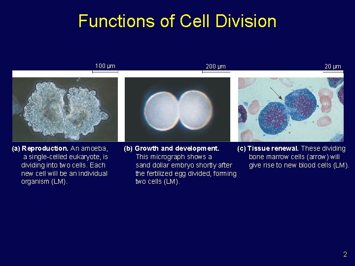 Functions of Cell Division 100 µm (a) Reproduction. An amoeba, a single-celled eukaryote, is